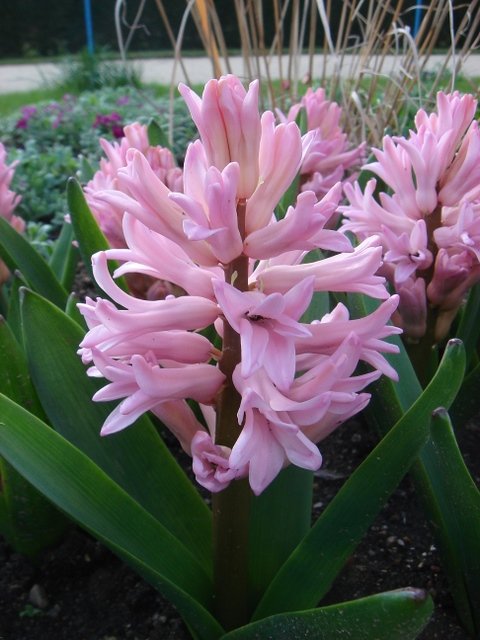 Hyacinthus orientalis 'Anna Marie' PB 11